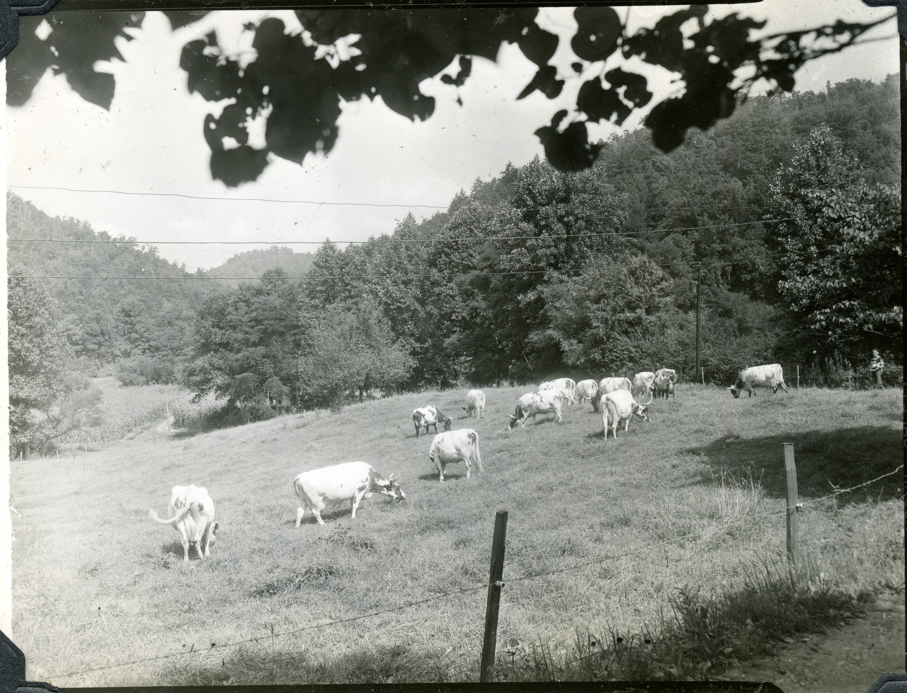 Ayrshire herd.  Grace Rood Album II