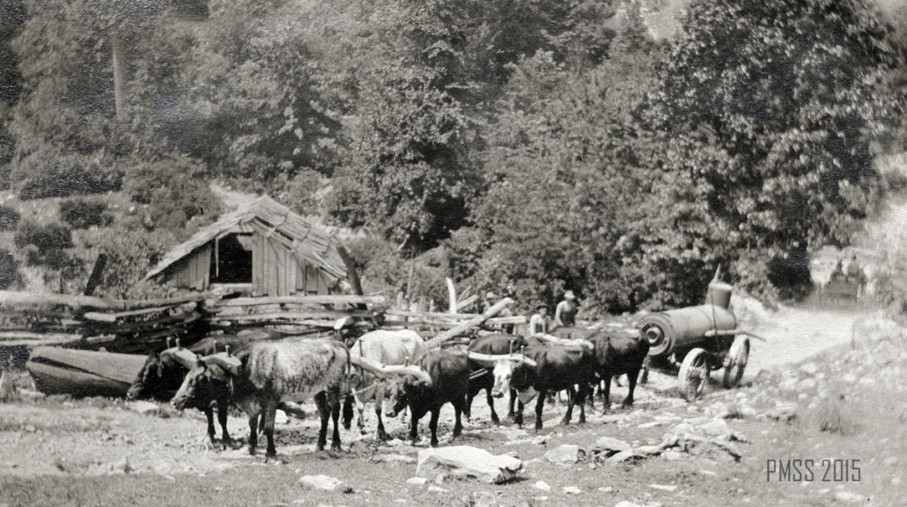 Sawmill. The eight oxen that hauled the boiler over Pine Mountain, 1913. roe_033a.jpg