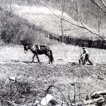 Farming the land. Ploughing with mule.