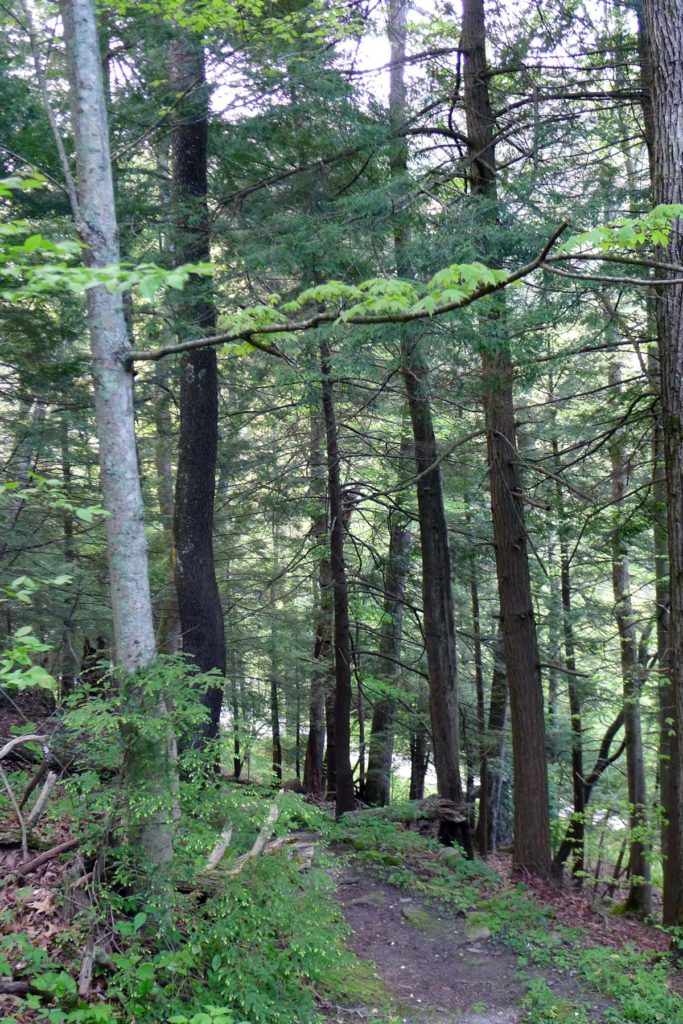 CHARLES SHERMAN HAIGHT, Sr. Trustee