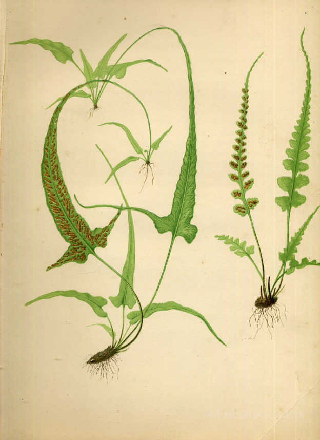 PERIODICALS Castanea Journal of Southern Appalachian Botanical Club PINE MOUNTAIN SETTLEMENT