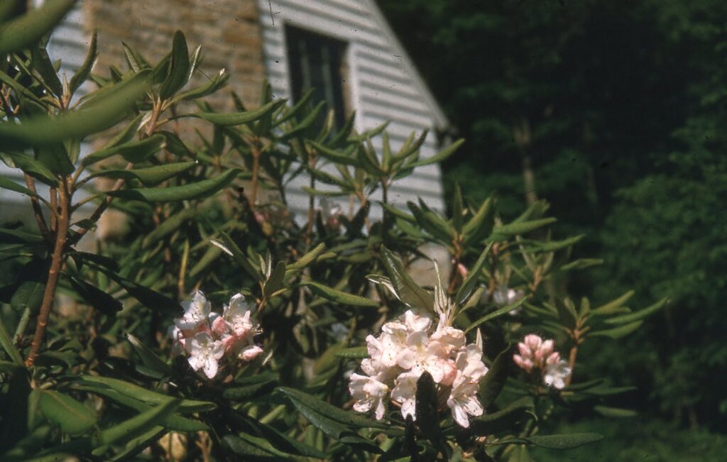 HISTORY PMSS Summary 1954-1955