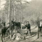 MARGARET MOTTER Album (Black Cover) Single pages ; HARRIET CRUTCHFIELD Journal Transcribed Part 3
